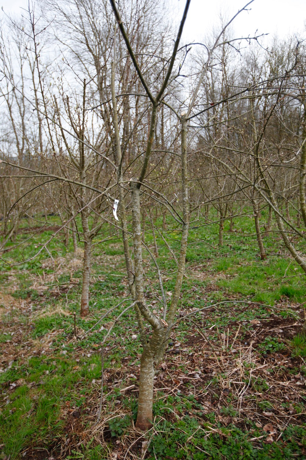 Brændekilde – Stort Äppleträd