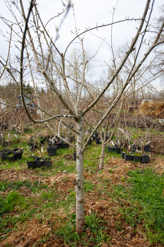 Egremont Russet – Stort Äppleträd