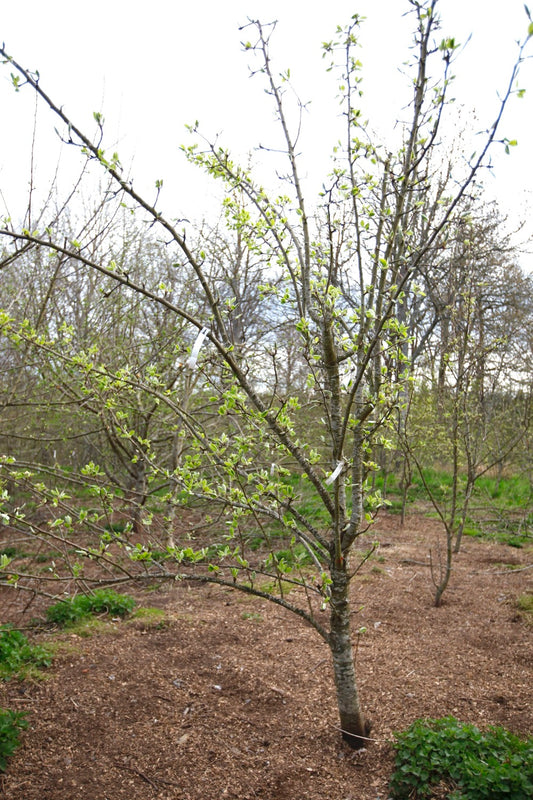 Hochfeine Butterbirne – Stort Päronträd