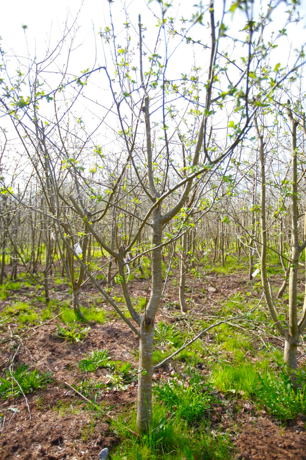 Astrakhan (No.2) – Large Apple Tree