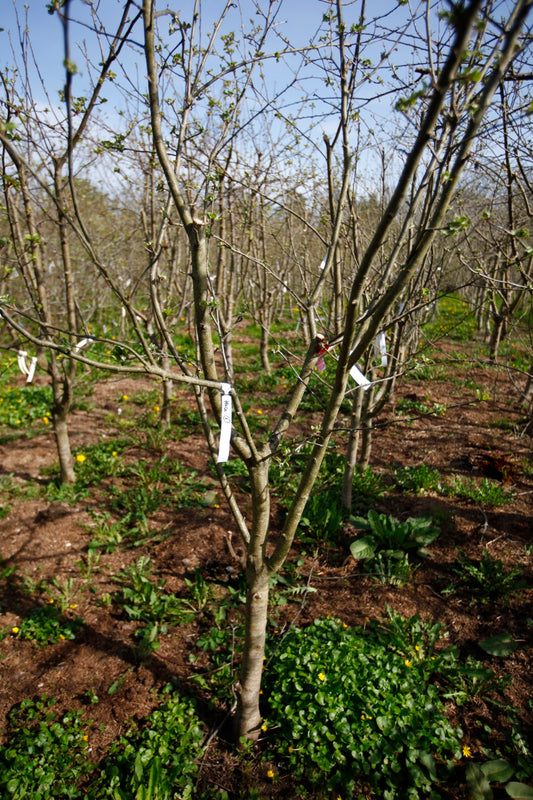 Alice I – Big Apple Tree