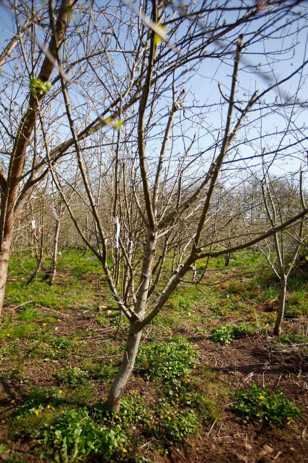 Major Cider I – Stort Äppleträd