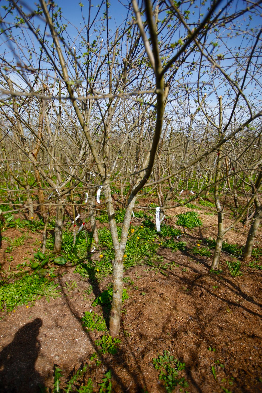 Arôme (n°4) – Big Apple Tree