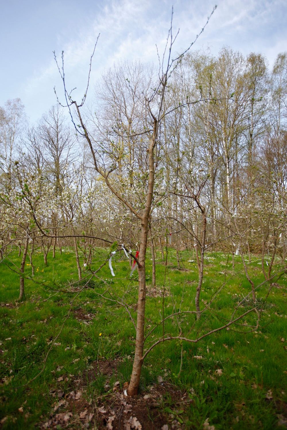 Stanley Plommon – Stort Plommonträd