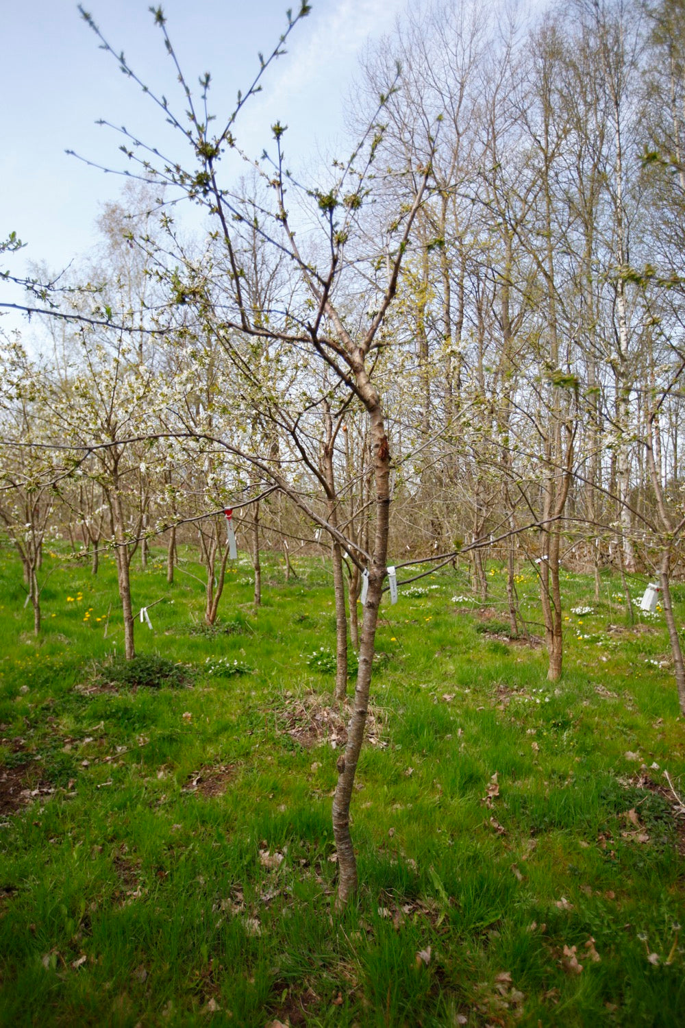 Sunburst I – Stort Körsbärsträd