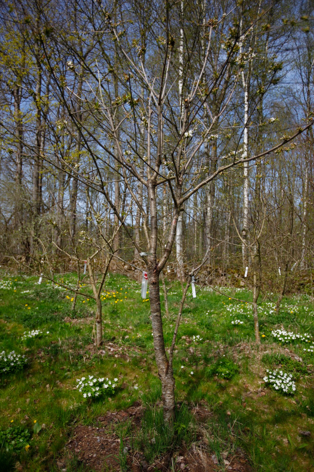 Stella (Nr.2) – Stort Körsbärsträd