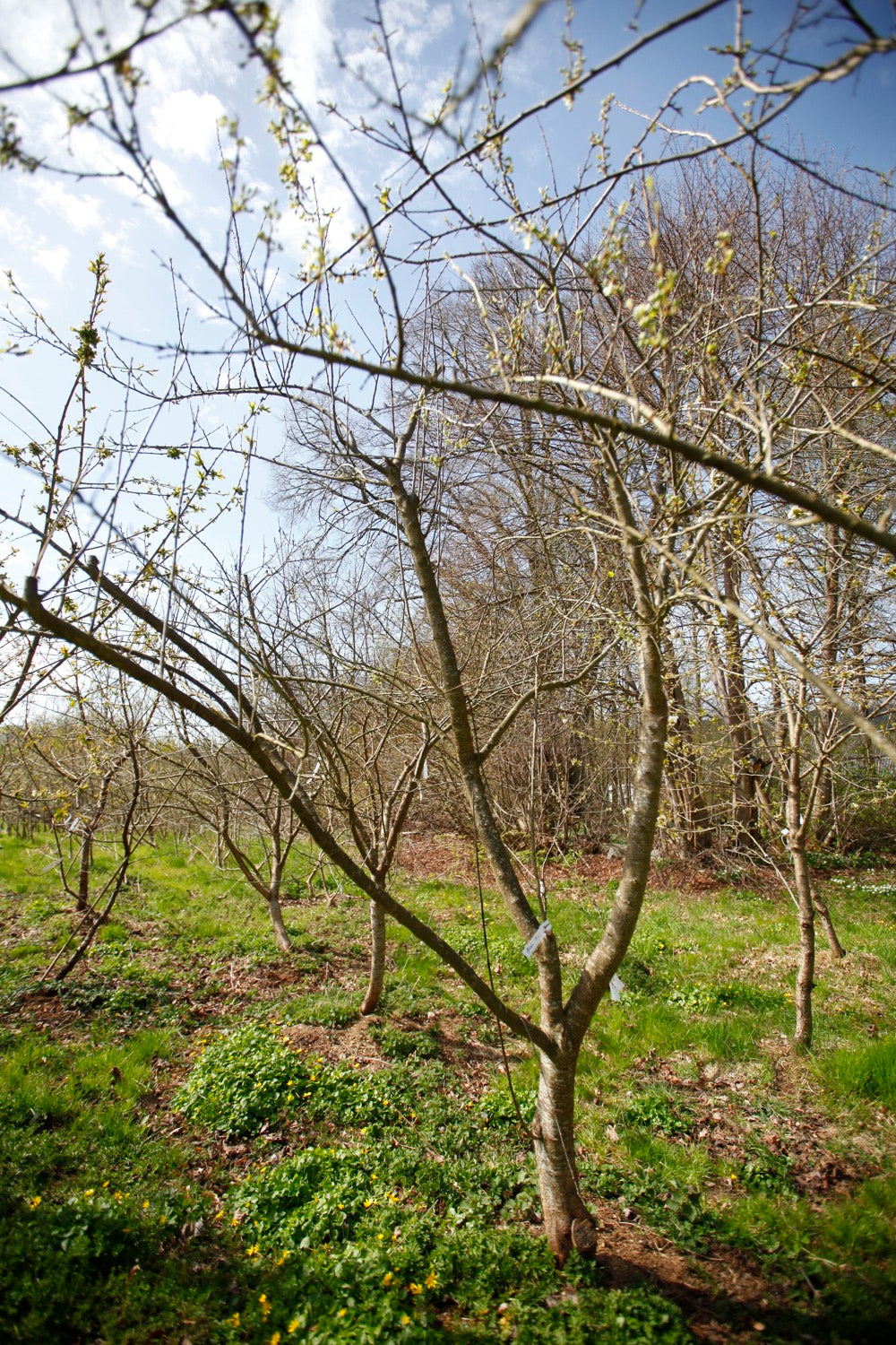 Grön Reine Claude (Greengage) (Nr.2) – Stort Plommonträd