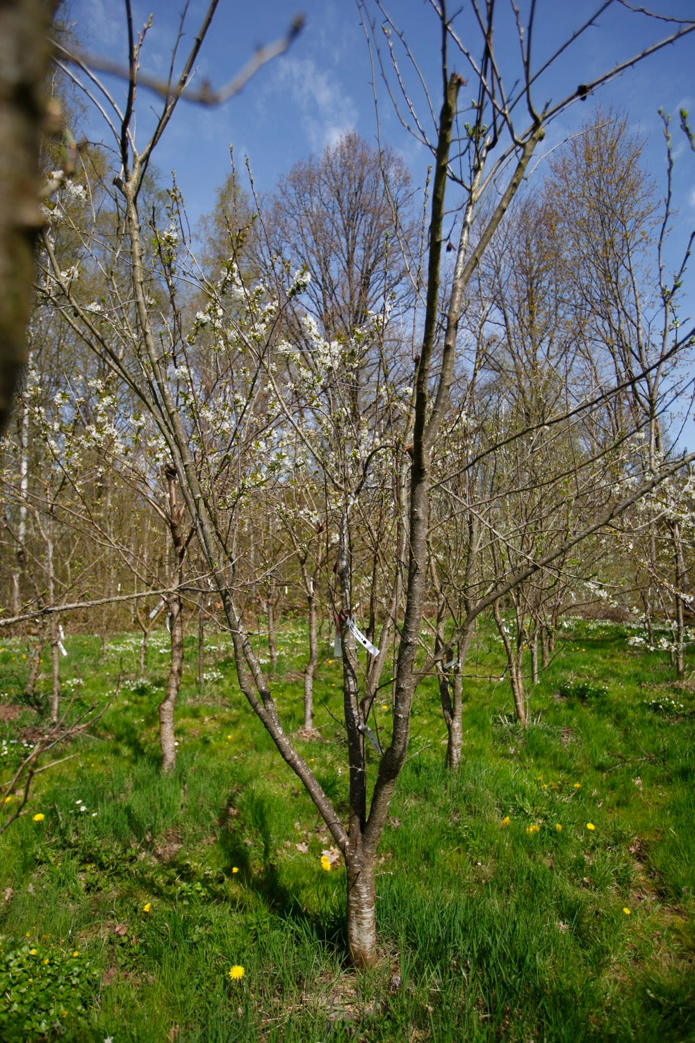 Reui Tree Althans Reine Claude I – Big Plum Tree - Prunus Domestica 'Althans Rei ...