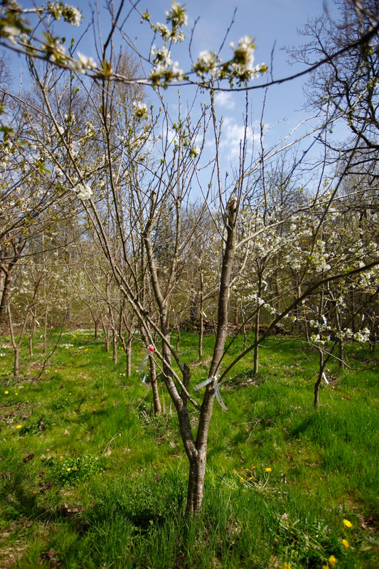 Althans Reine Claude II – Large Plum Tree