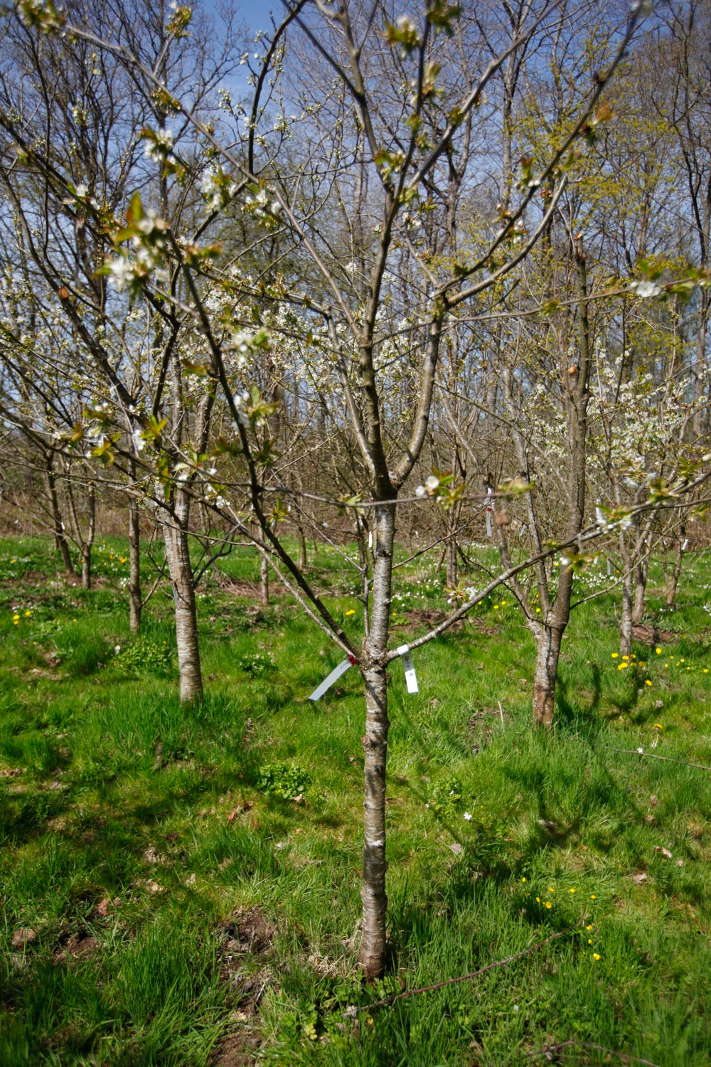 Stella (Nr.6B) – Stort Körsbärsträd