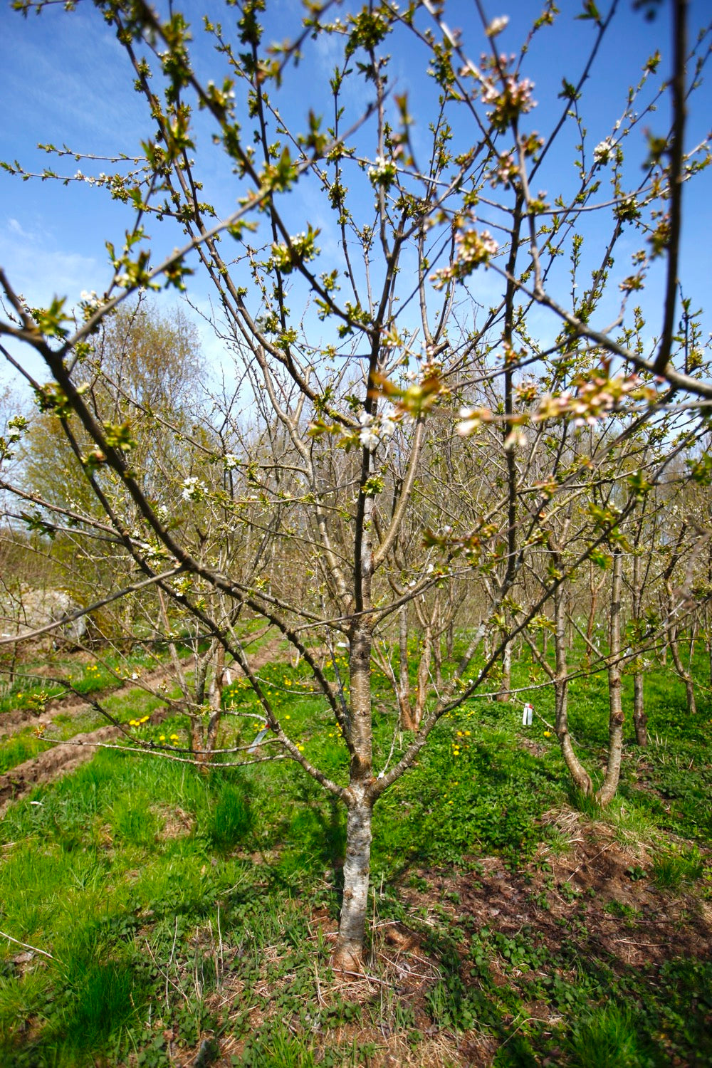 Stella (Nr.10) – Stort Körsbärsträd