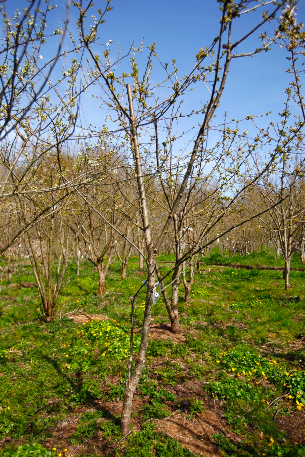 Stella (No.12) – Large Cherry Tree