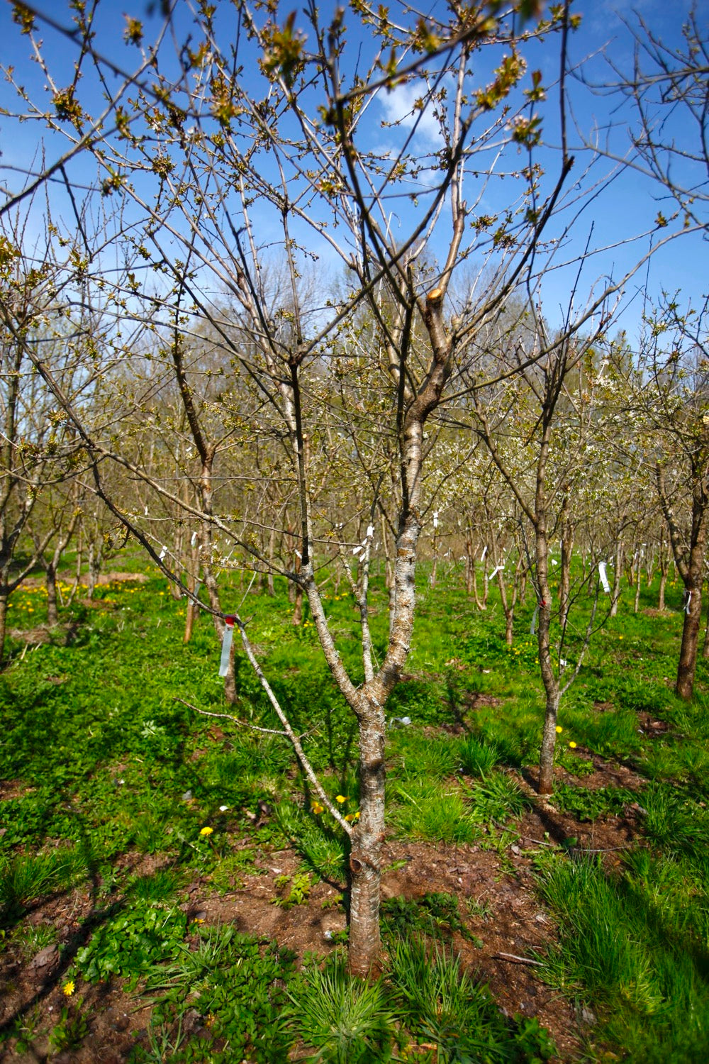 Merton Glory X – Large Cherry Tree