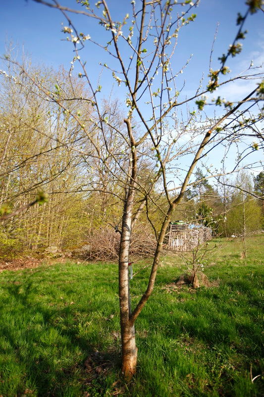 Washington II – Large Plum Tree