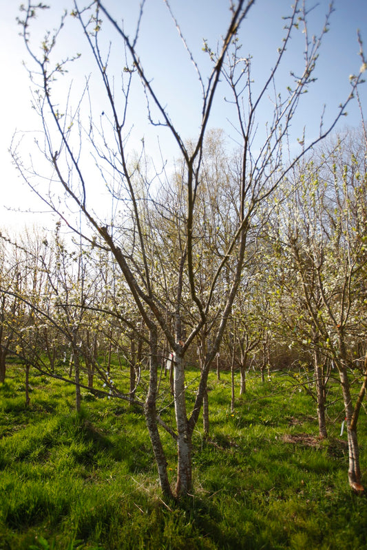 Althans Reine Claude IV – Big Plum Tree