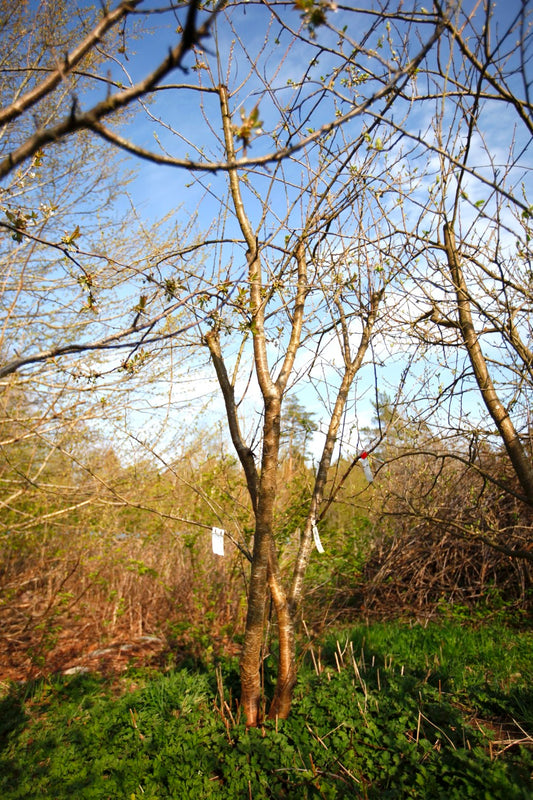 Green Reine Claude (Greengage) (Nr.3) – Stort Plommonträd