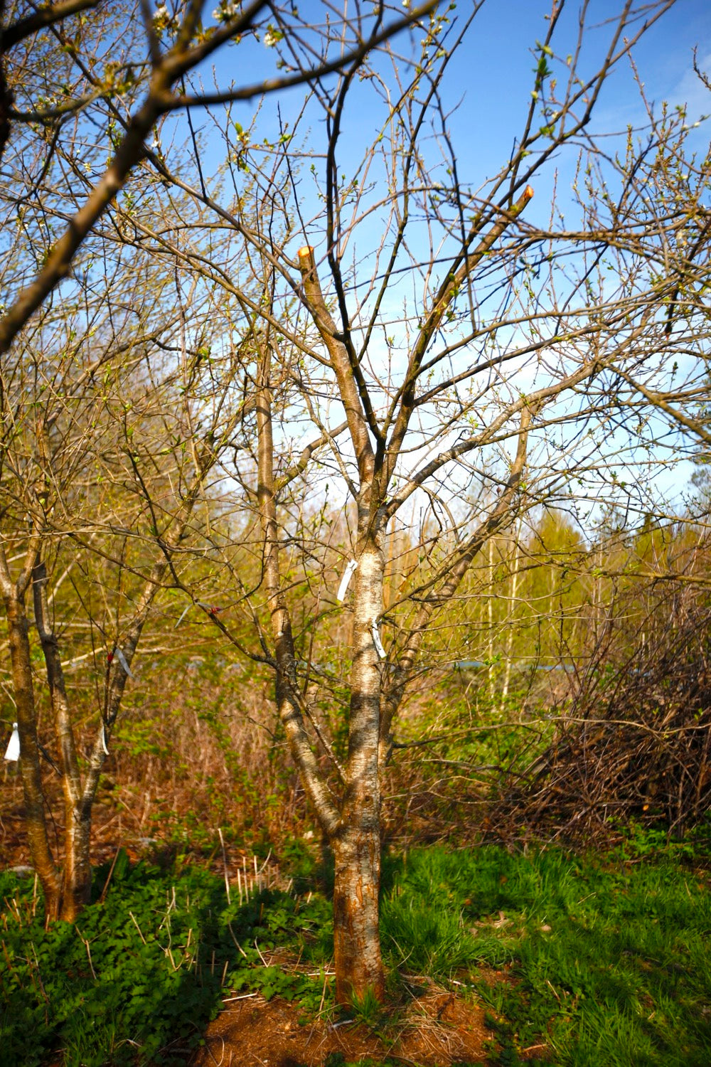 Washington III – Large Plum Tree