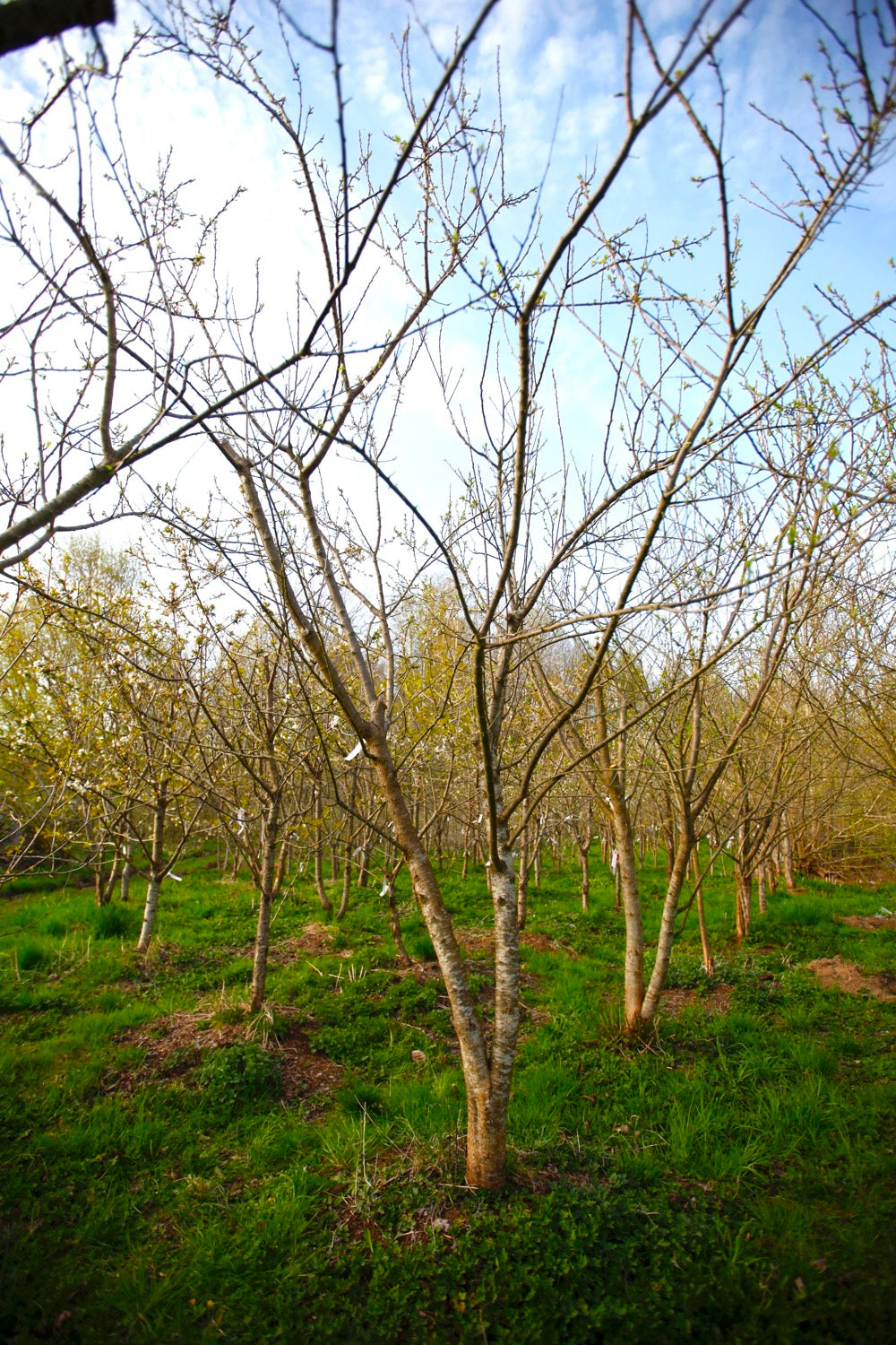 Green Reine Claude (Greengage) (Nr.4) – Stort Plommonträd