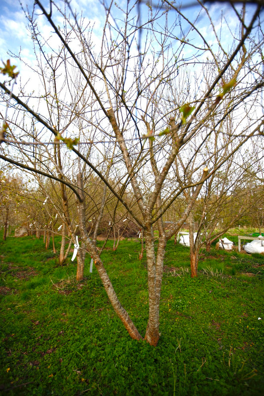 Green Reine Claude (Greengage) (Nr.5) – Stort Plommonträd