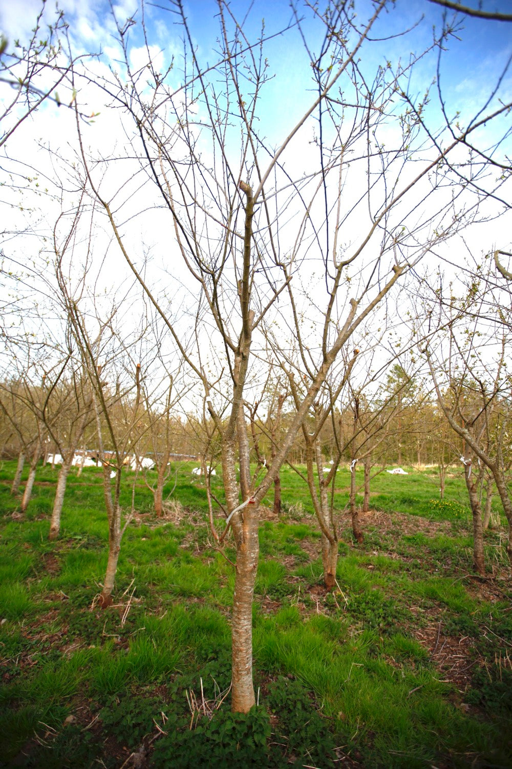 Green Reine Claude (Greengage) (Nr.9) – Stort Plommonträd