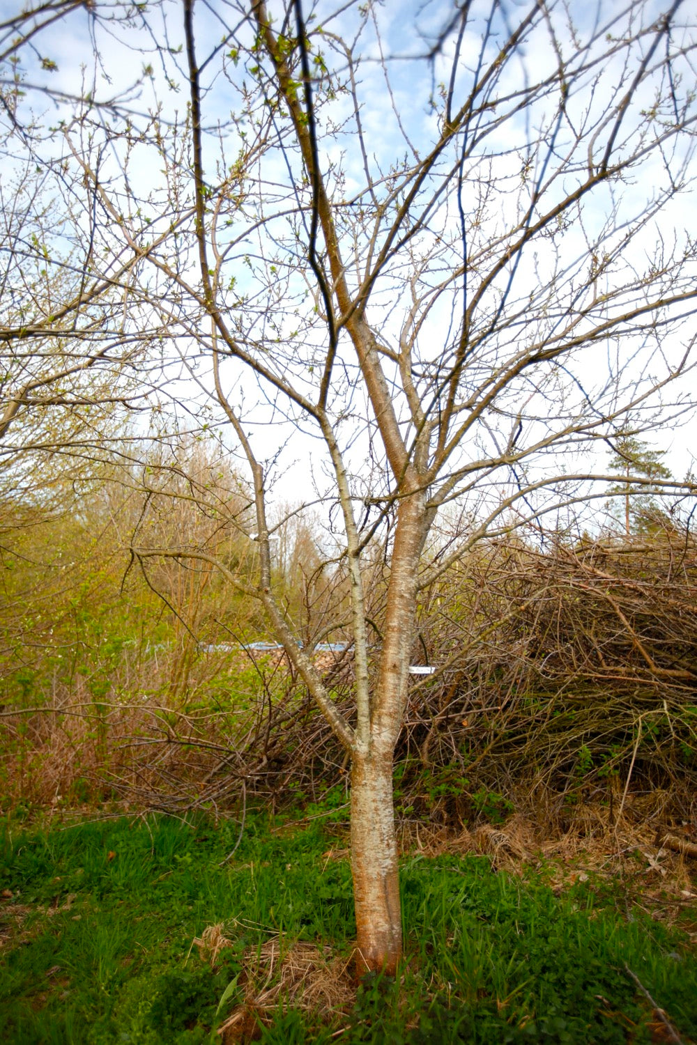 Green Reine Claude (Greengage) (Nr.11) – Stort Plommonträd