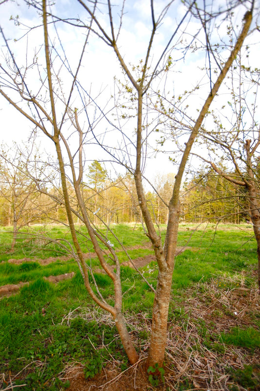 Green Reine Claude (Greengage) (Nr.14) – Stort Plommonträd