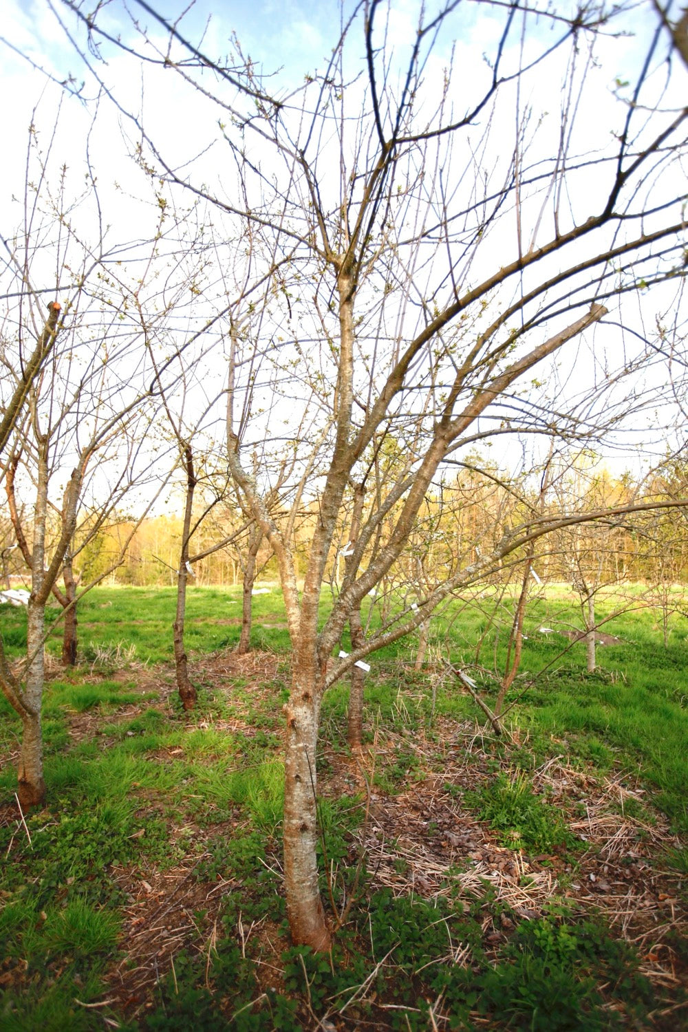 Green Reine Claude (Greengage) (Nr.16) – Stort Plommonträd