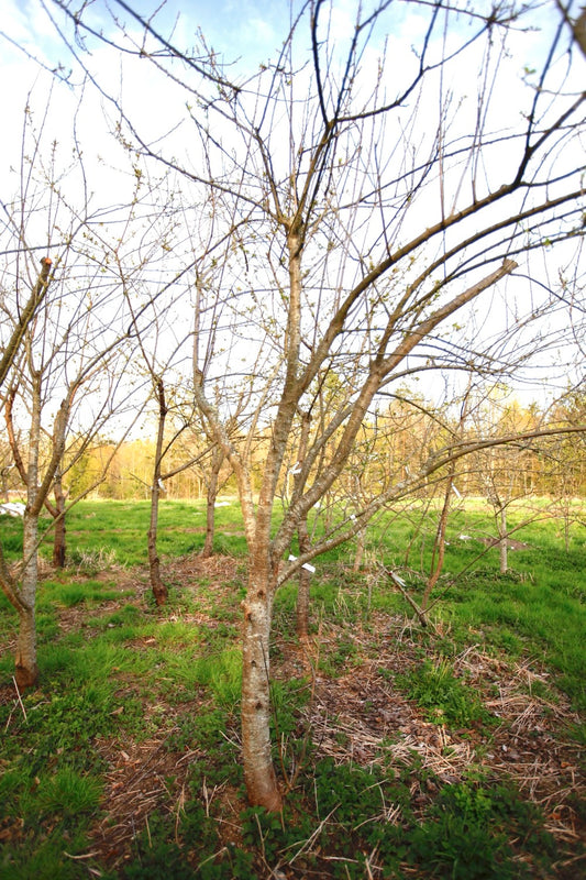 Green Reine Claude (Greengage) (Nr.16) – Stort Plommonträd