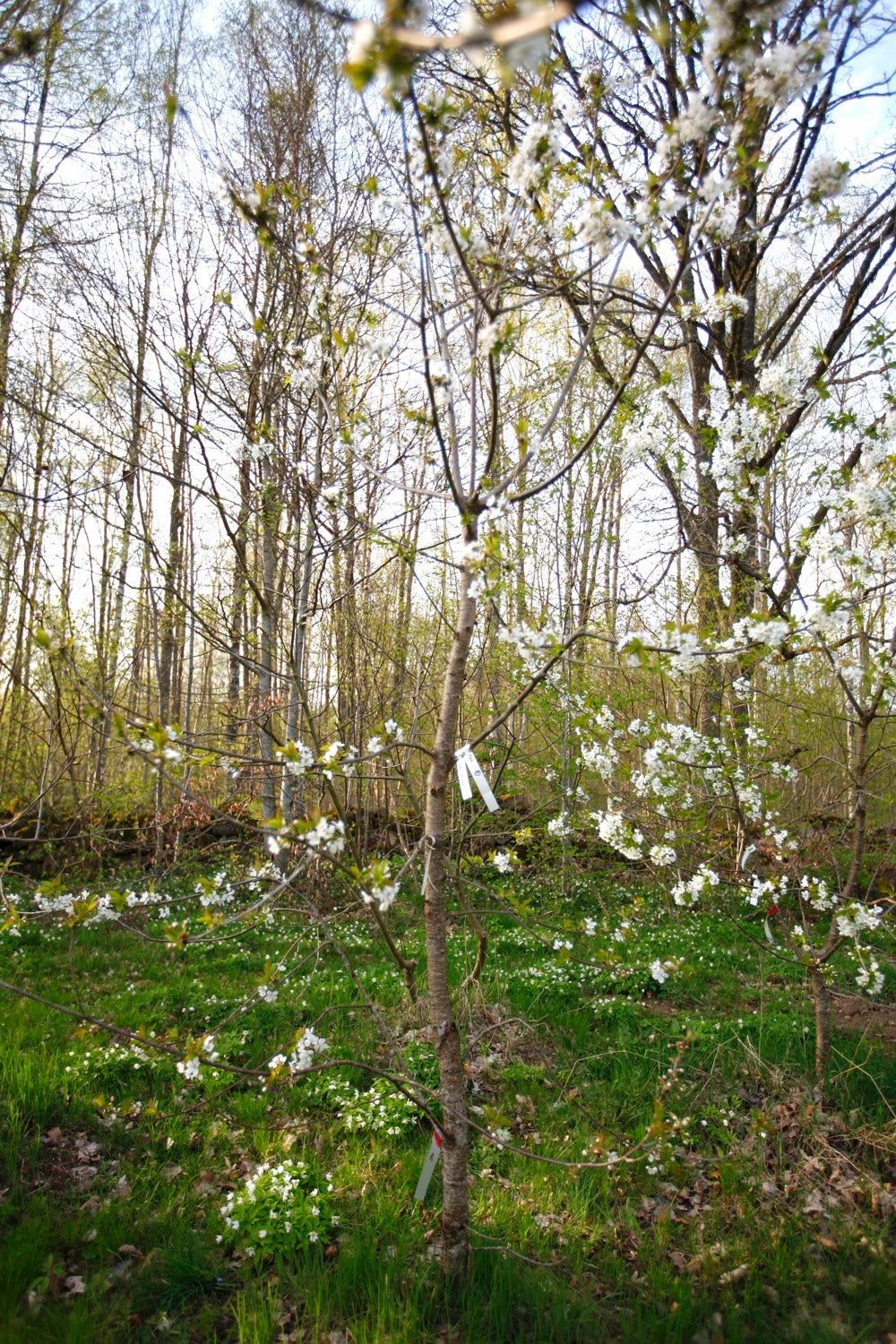 Van I – Large Cherry Tree