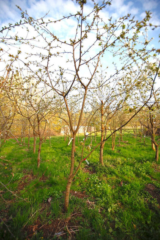 Large Black Bigarrå III – Large Cherry Tree