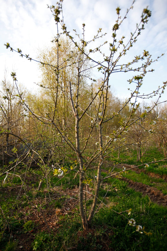 Lapins II – Stort Körsbärsträd