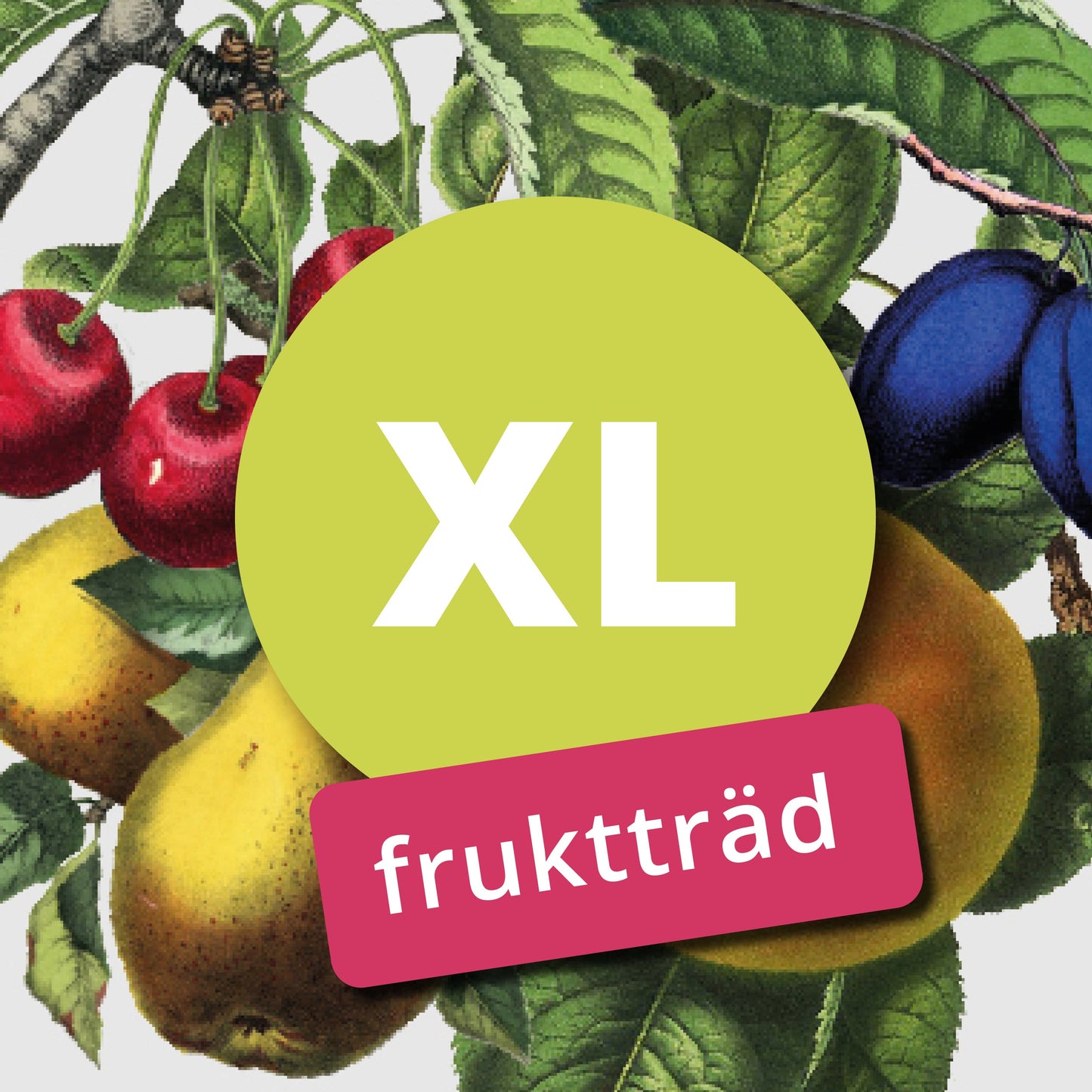 Merton late – Stort Körsbärsträd - Prunus Avaium 'Merton late'