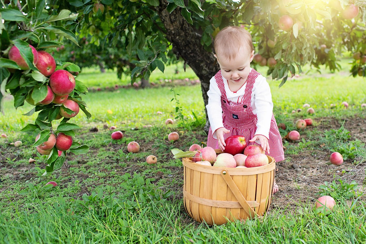 Family garden bundle