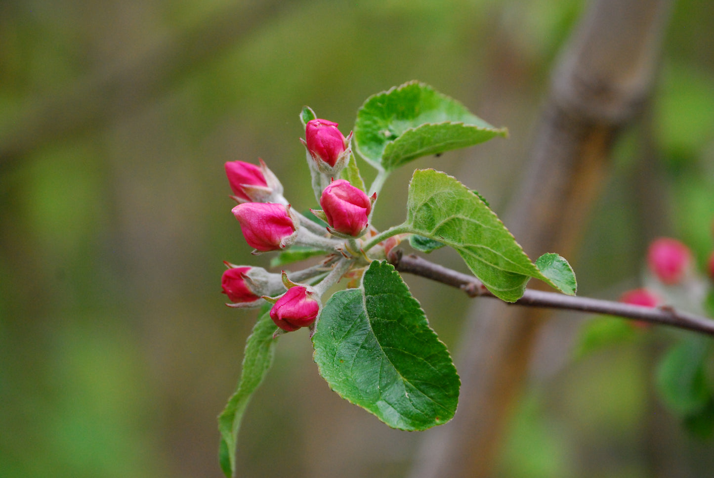 Boiken Apple