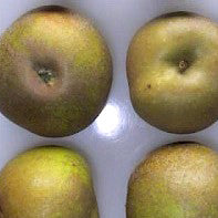 Brownlees Russet Apple on P60 Rootstock