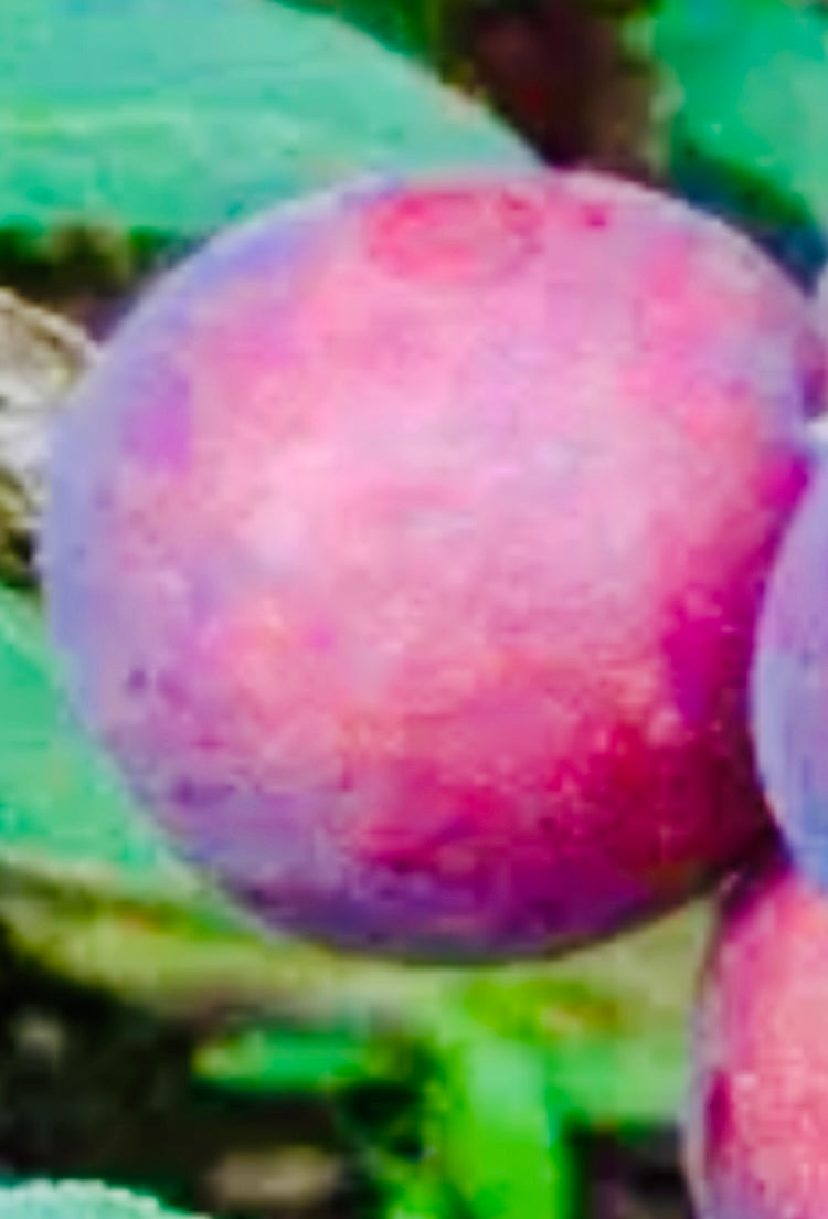 Jubileum Plommon - Prunus Domestica 'Jubileum'