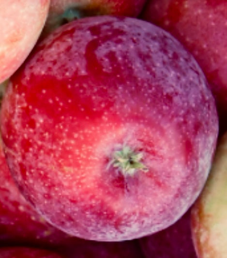 Coulon Äpple på Antonovka Grundstam - Malus Domestica 'Coulon'