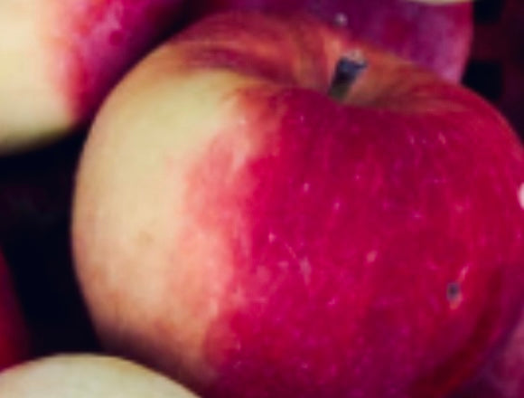 Coulon Äpple på Antonovka Grundstam - Malus Domestica 'Coulon'