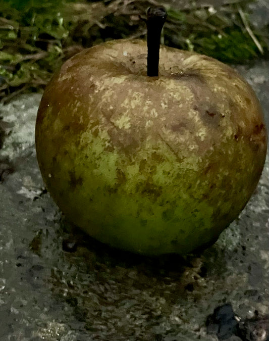 Coulon Äpple på Antonovka Grundstam - Malus Domestica 'Coulon'