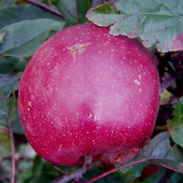 Summerred Äpple på Antonovka Grundstam