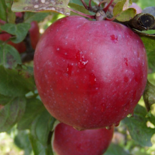 Berner Rosen Äpple på P60 Grundstam