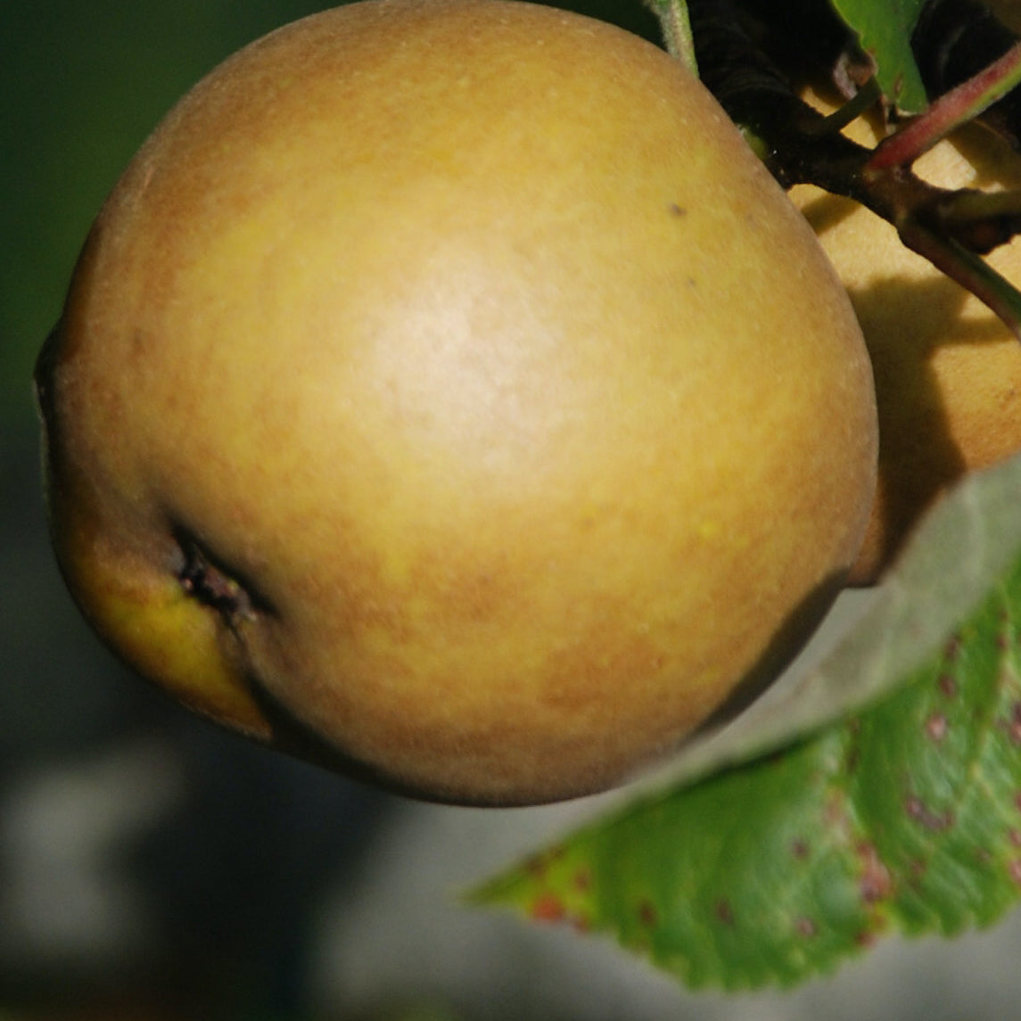 Early Golden Russet Pomme (40 – 80 cm)