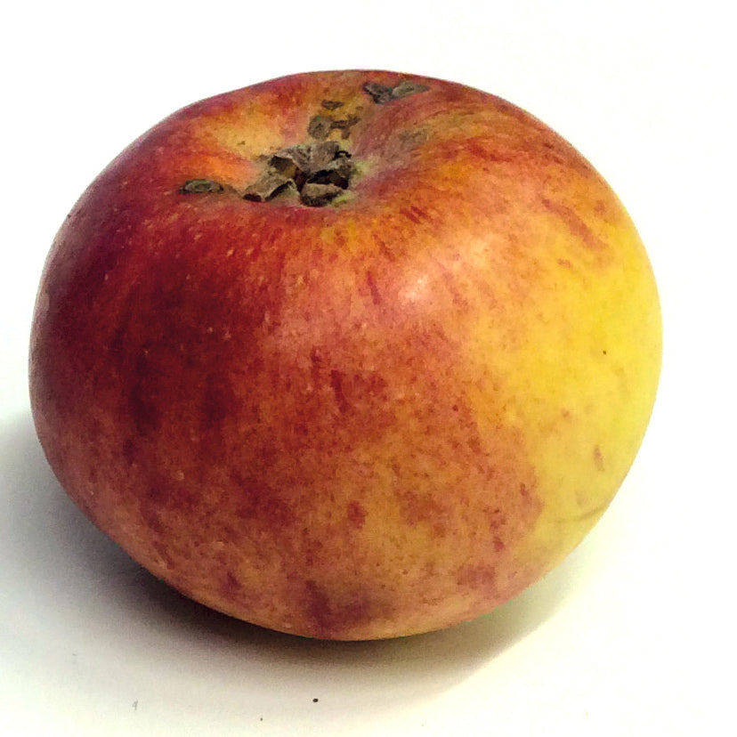 Hampus Apple on P60 Rootstock 