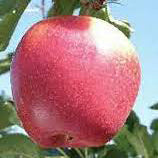 Initial Apfel aus P60 Wurzelstock