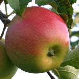 Jonagold Apfel auf P60 Wurzelstock