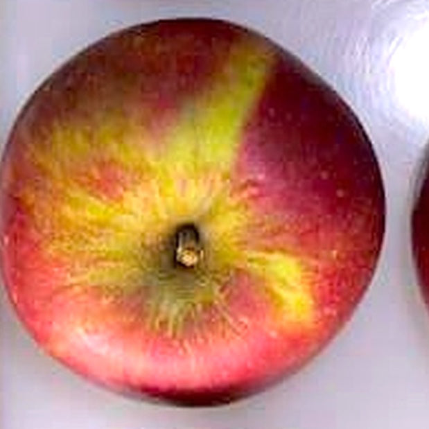 Merton Worchester Äpple på Antonovka Grundstam
