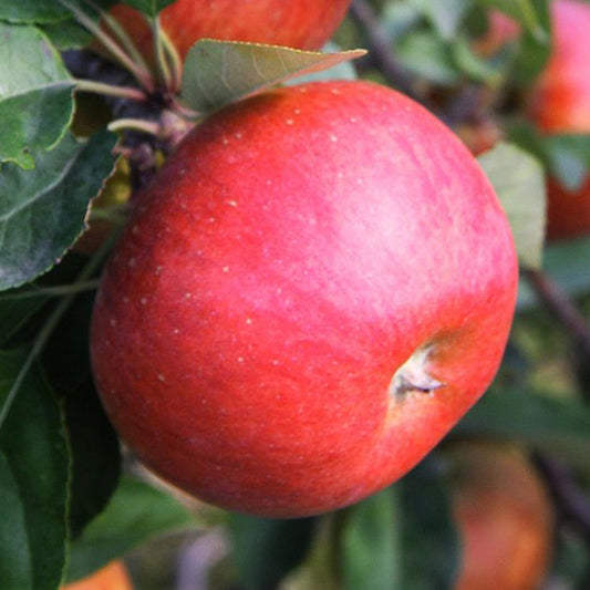 Rubinola Äpple på Antonovka Grundstam