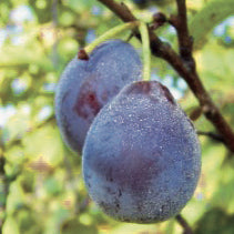 Common Prune 