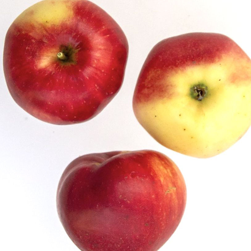 Alkmene Äpple på Antonovka Grundstam