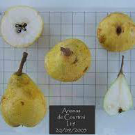 Ananas de Curtrai Poire